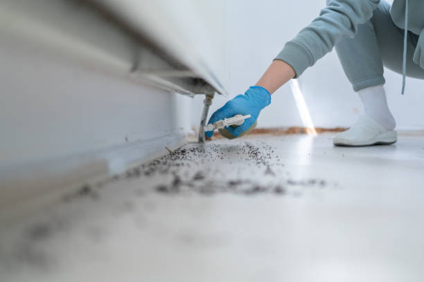 Wasp Removal Services in Bedford, TX